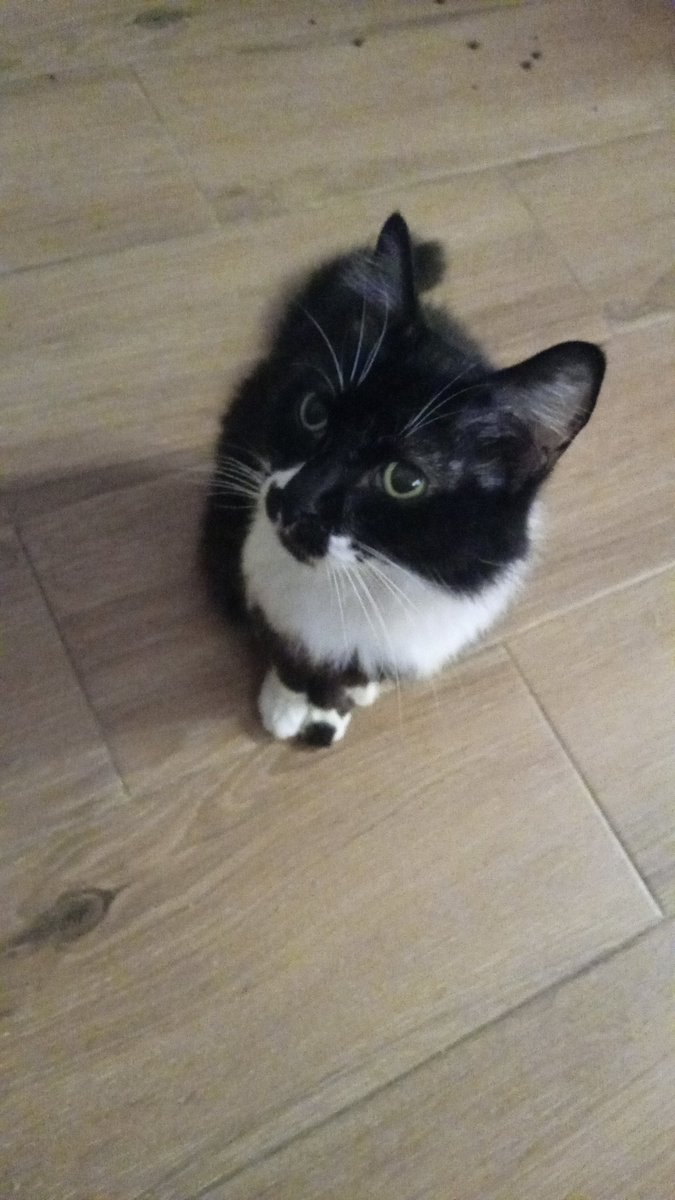 Im a little art absent i know, ill try to get back to making more art! Dont forget about me ppl &lt;3
While that, i made a regional variant of Meowth based on my cat that passed away