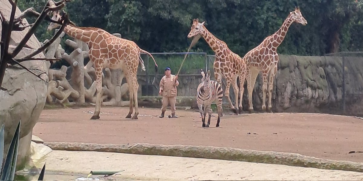 deliks_'s tweet image. Hoy en el #zoológicodechapultepec una jirafa 🦒  a punto de dar a luz, pero nos evacuaron de esa zona 😞, se entiende  pero yo quería ver