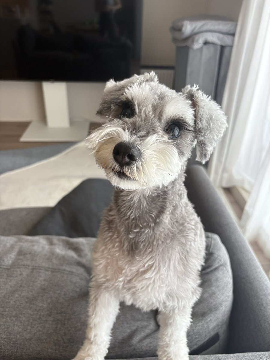 マットでイタズラして説教されてる犬🐶💖