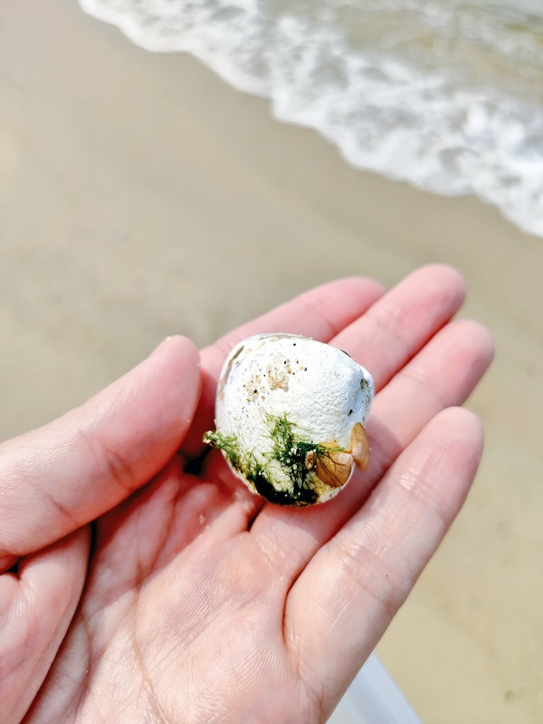 貝殻に、
貝殻と海藻がアクセサリーのように、ひっついてた
…煮沸消毒できない😂ﾄﾞｳｼﾖ

#ビーチコーミング
#貝殻