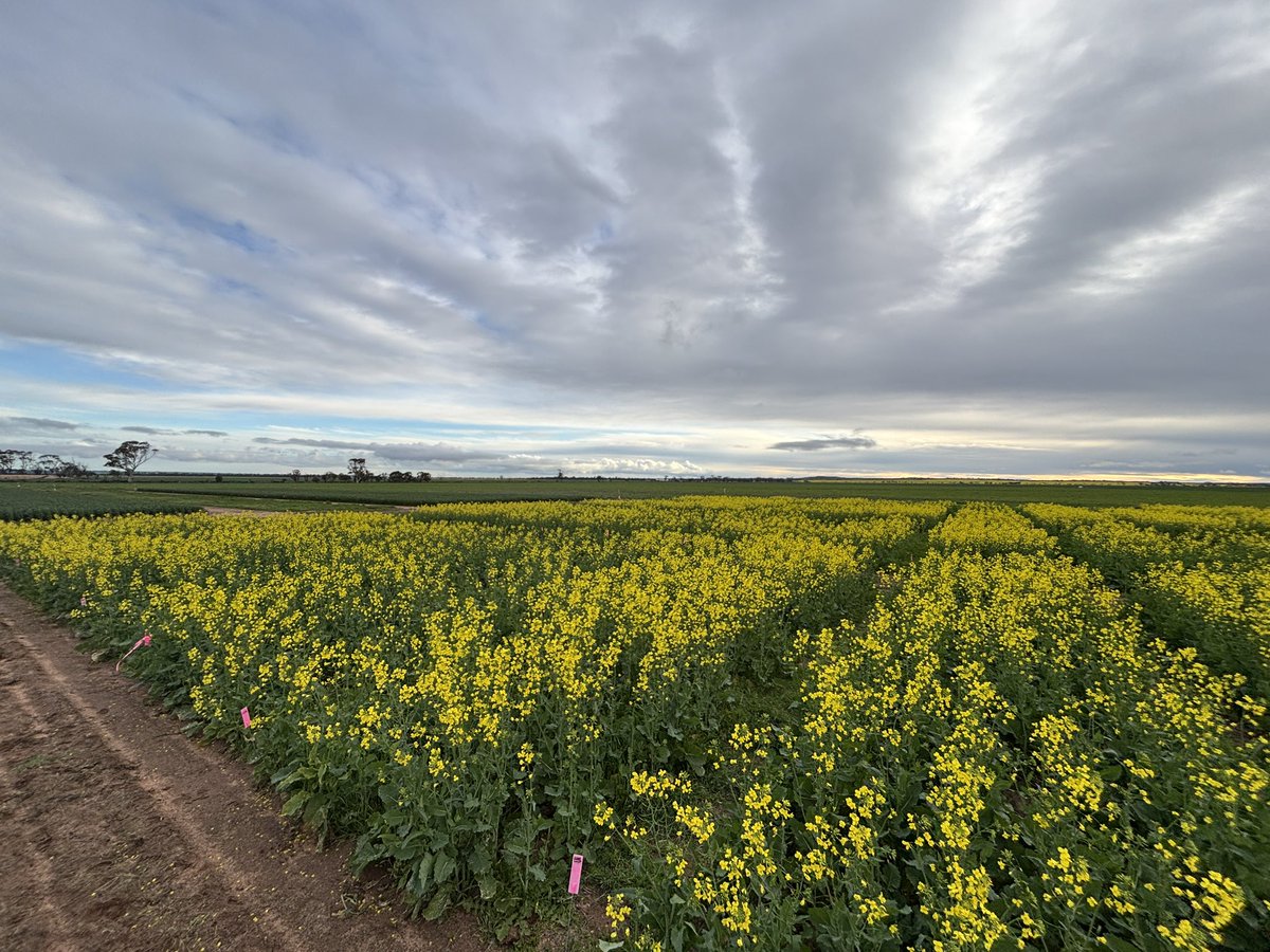 Matricaria control in the eastern wheatbelt with <a href="/GRDCWest/">GRDC West</a> support and in conjunction with <a href="/MADFIG14/">MADFIG</a> and local farmers and agronomists. This project is in its second year, with promising results being found by our Research Agronomist <a href="/Erin__Schilling/">Erin Schilling</a>
