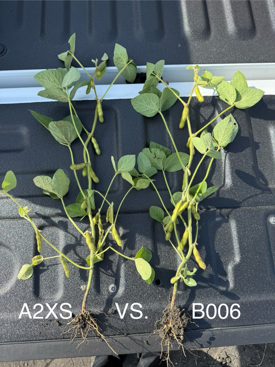 Another 5 Pod Bean Alert 🚨! This time it’s the <a href="/NK_Prairies/">NK Prairies</a> S007-A2XS! Can anyone guess where this trial is?