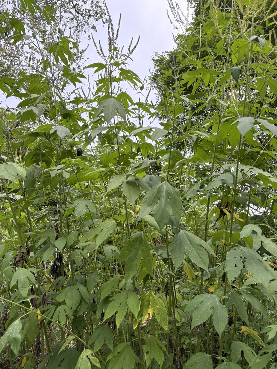 この暑さのせいで植生がすっかり変わってきて家の周りにもセイタカアワダチソウやオオブタクサが繁殖してきた！これなんとかしないと一面覆われちゃうよ！！