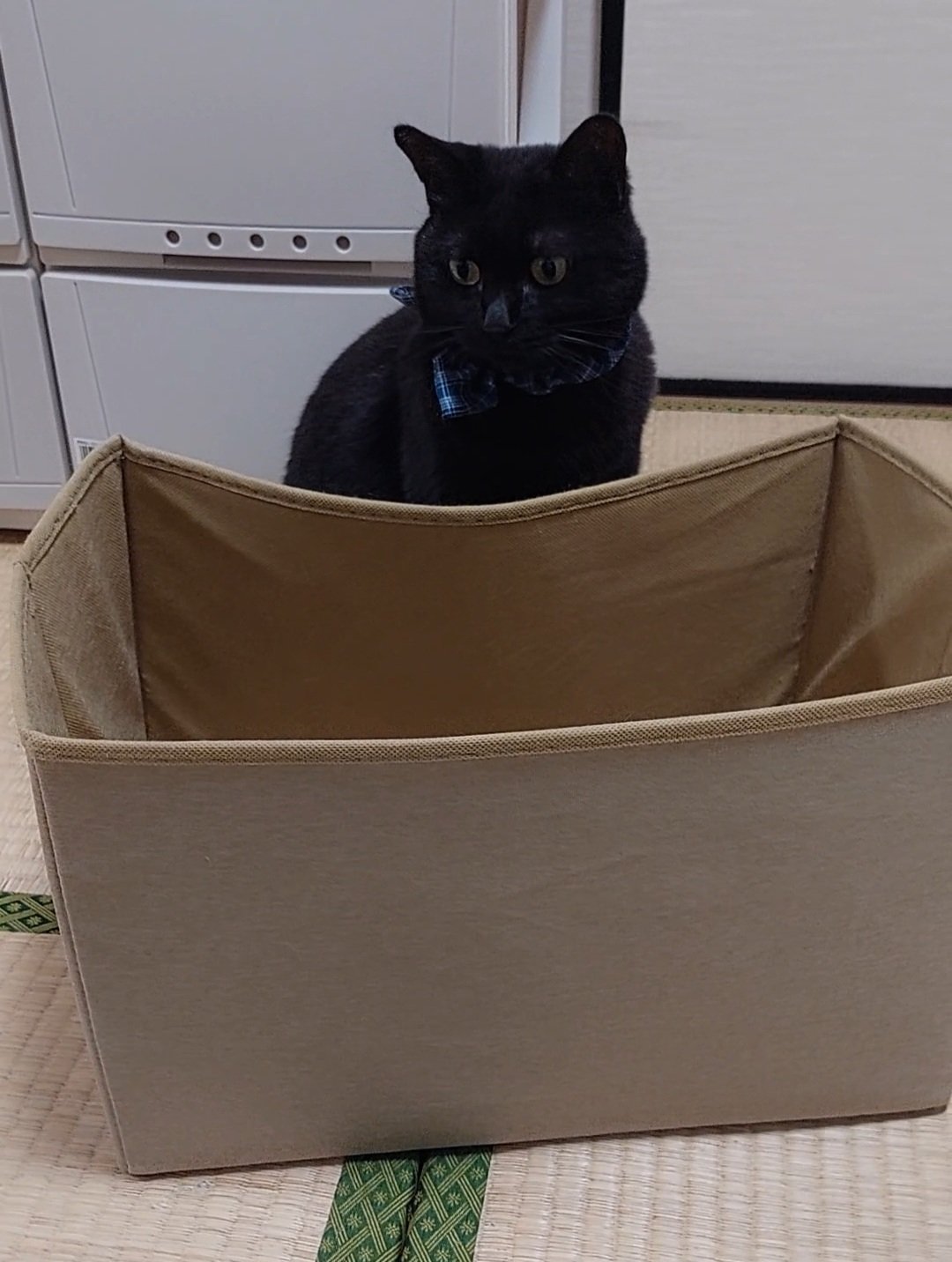 駆け降りる猫 REP-600 ネコを寄せ付けない ネコよけセンサー「猫しっし」 1個