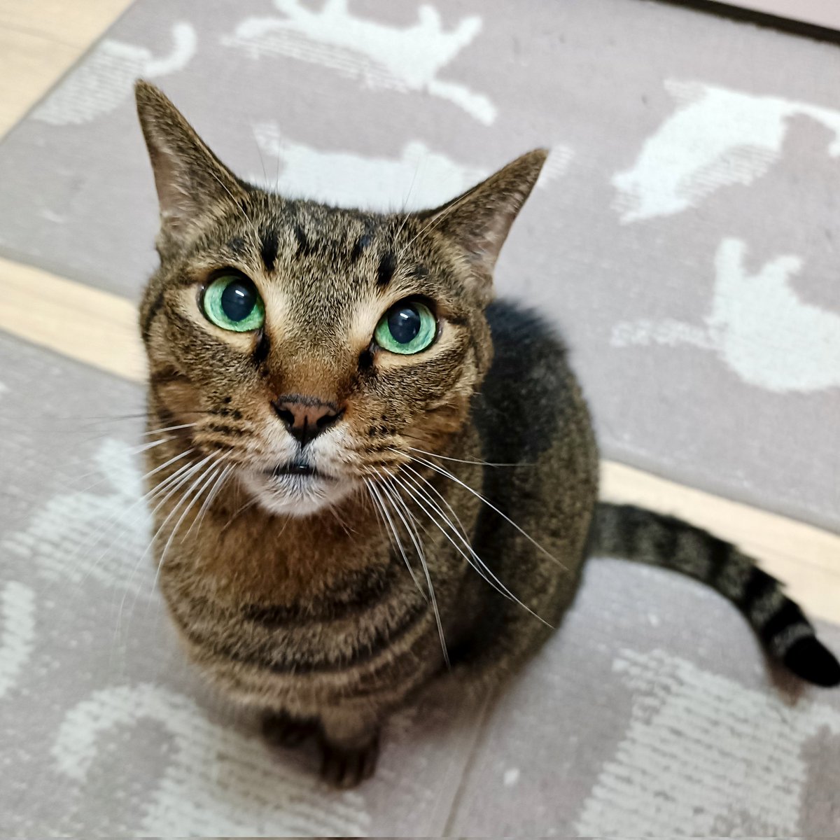 miso1ki10ran's tweet photo. おはようございます😽
今朝のキトラは、今朝も今朝とて「おやつ頂戴❣️」ってギュインギュインなお目目で見つめられたらもちろんあげるしかないっ😚👍🩷💚❤可愛くて可愛くて可愛すぎるキトラです💕ヾ(｡>﹏<｡)ﾉﾞ✧*🌟
#保護猫 
#猫のいる暮らし 
#猫のいる幸せ 
#キジトラ https://t.co/gdXPpU6Vt7
