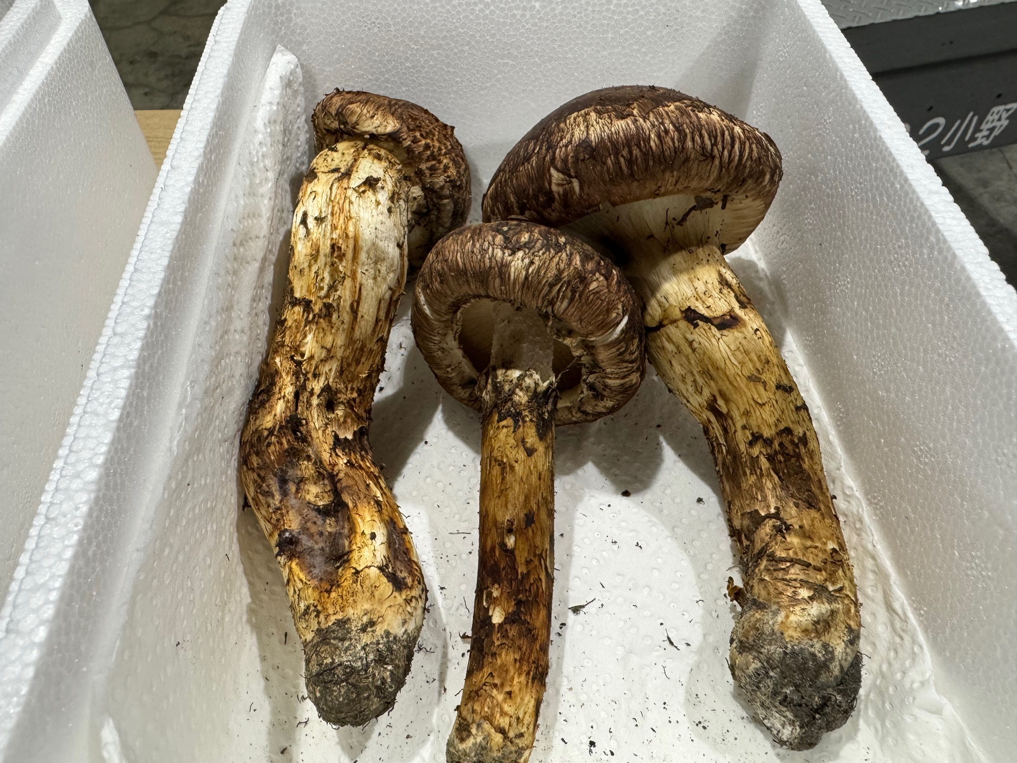 北海道産松茸 北海道松茸