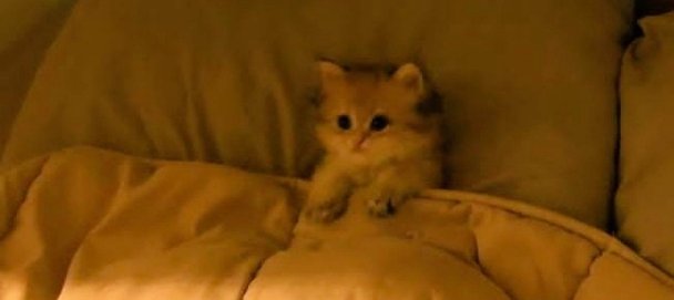 Good Morning pyare bachooo🐈❤