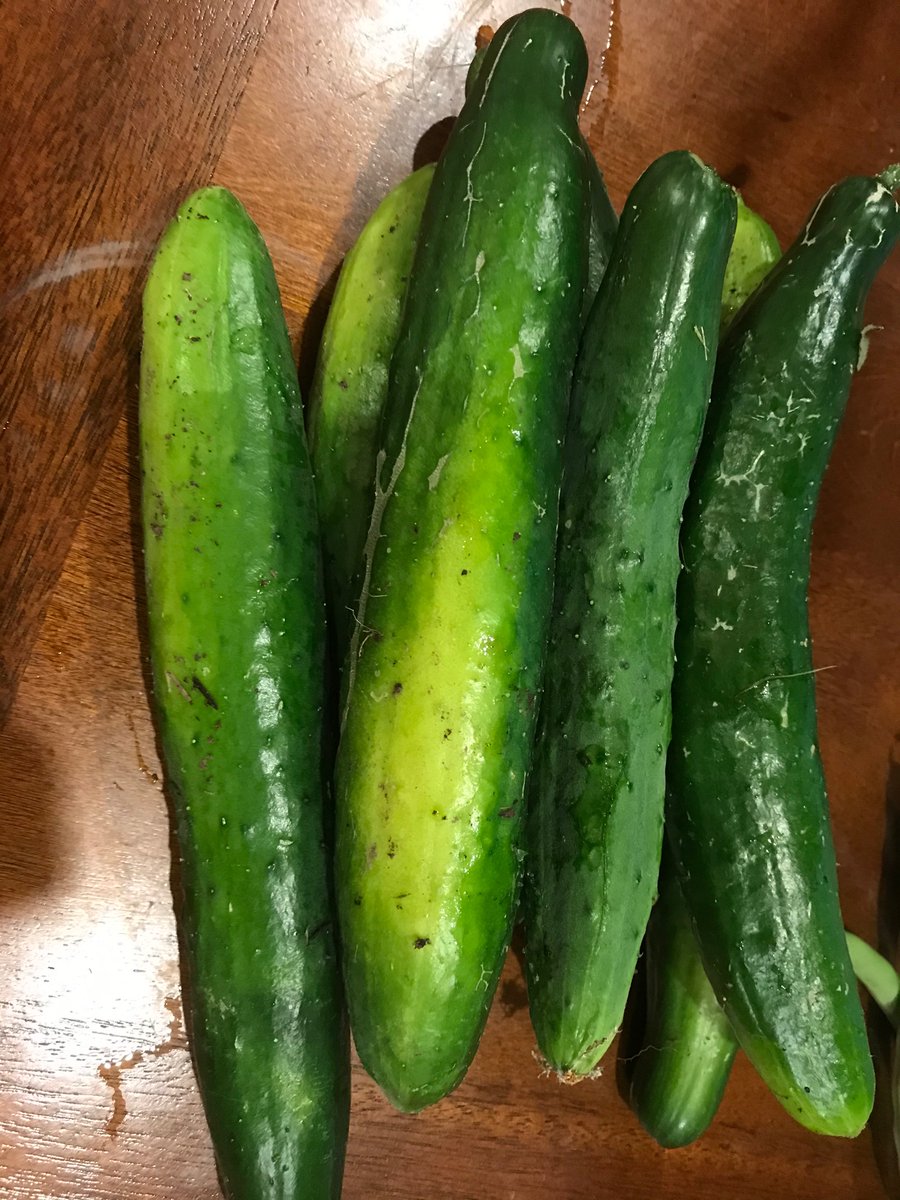 Notice:

Due to steady increases in supply, the recommended daily intake of cucumbers has hereby increased to 2 per household member per day.

Thank you for your prompt attention to this matter.