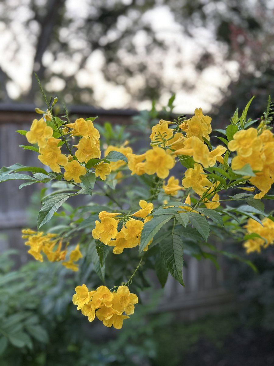 Watching sunsets in my backyard again and I can’t help but admire the blooming Esperanza!