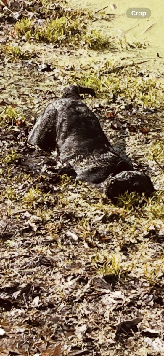 M Crawford tweet media