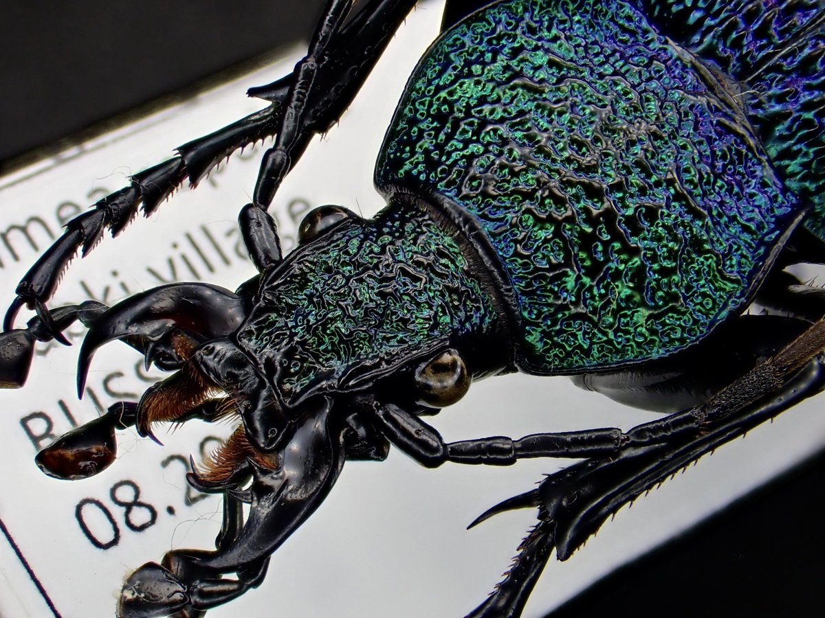 Damaster & Carabus on X: 