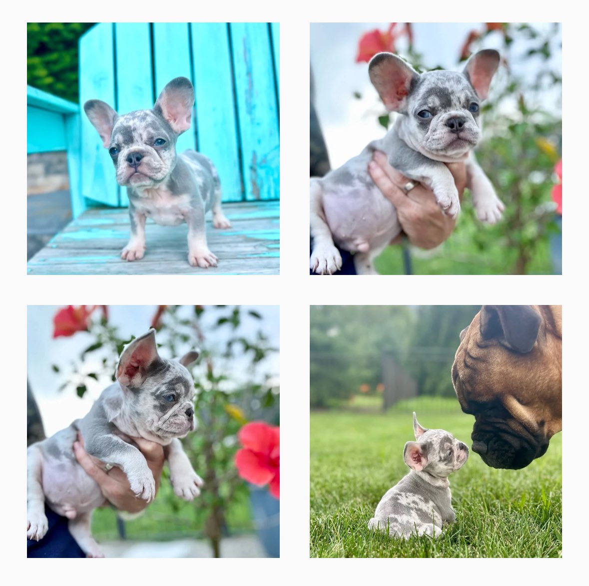 SFfrenchies's tweet photo. Meet “Domingo”!  He is ready for a forever home! 🥰🐾 https://t.co/2KBAIDARca