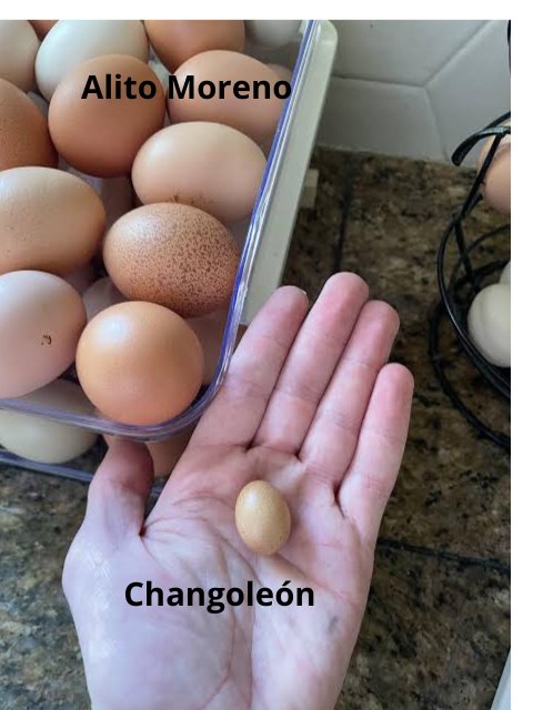 cucebrio1's tweet image. Alito Moreno le tomó la palabra al kulo de Fernández Noroña y este reacciona como lo que es : un cobarde. Para eso me gustabas, comunista de closet.
#NoronaEsCulo 
#ChingaTuMadreNoroña