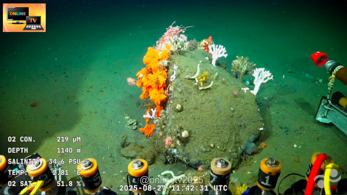 Onlinetv2025's tweet image. El mapa de Uruguay con corales #UruguaySUB200