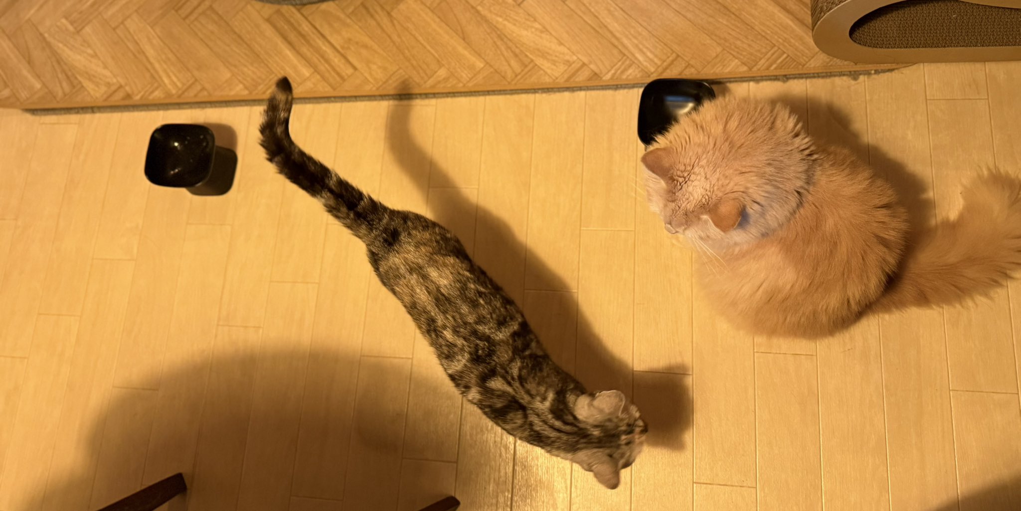 まるねこ 🐈🐈‍⬛🐉🍄💚🤍 (@fuwari22_ALPHAZ) / X