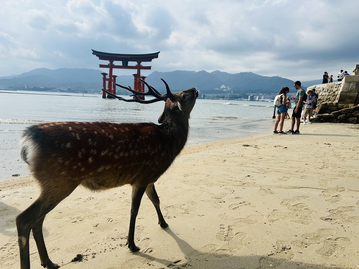 昨日会った鹿さんが恋しい🥹
本当にあそこにいたのだろうか。この周りのコンクリートジャングルなんだ🥲みんなリモート&amp;アバターで仮想空間のオフィスに出社して会議して。家はリゾート🏝️いいな。仕事終わったら海パン🩳いっちょで海に飛び込むんだよ😉