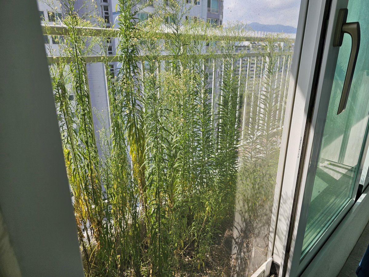 올해 이사온 집 베란다에 왜인지;;; 화단이 있다. 여름을 지나며 이렇게 됨😱
이거 어케야하죠?🥲