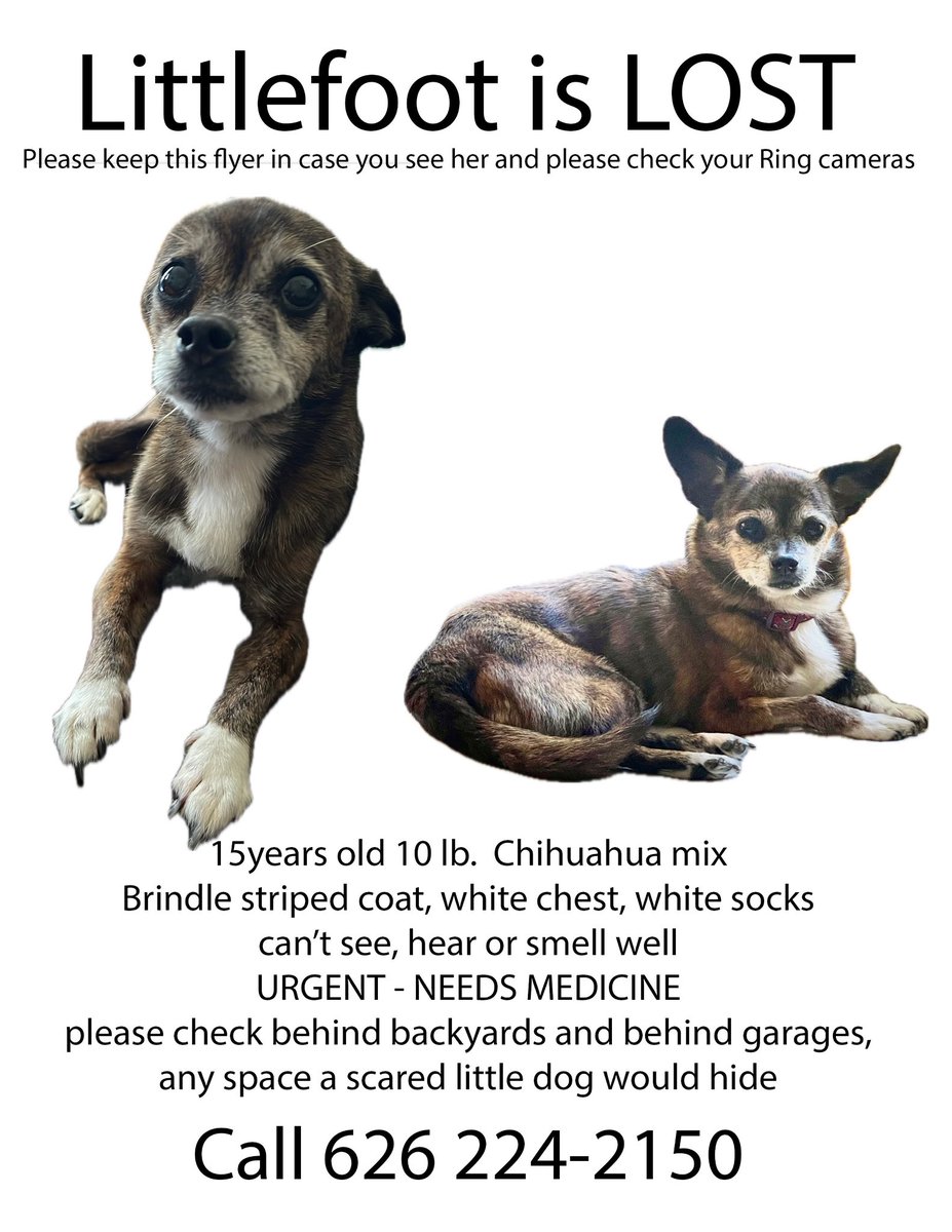 #LOSTDOG Help us locate Littlefoot, a 15-year-old, 10 lb. Chihuahua Mix. 

More info here: pawboost.com/p/71915757