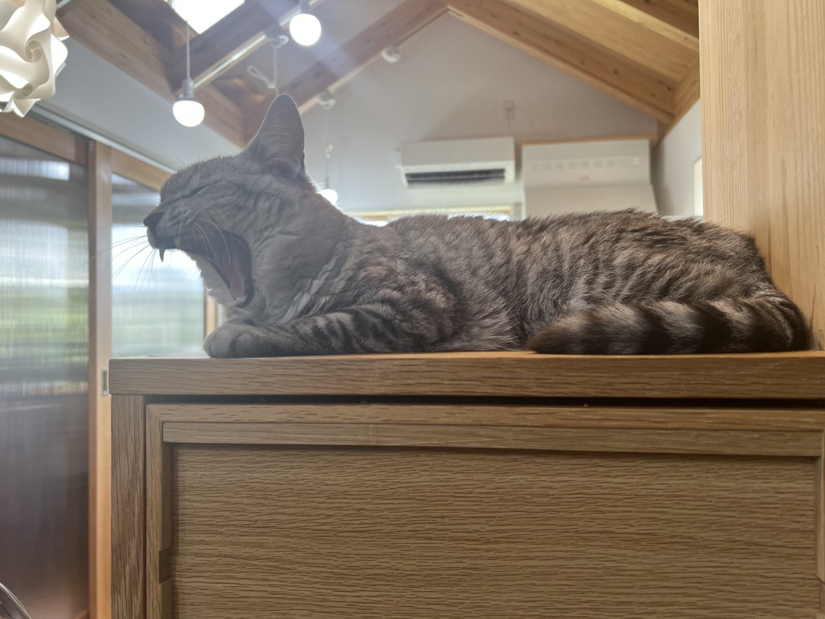 ねこ