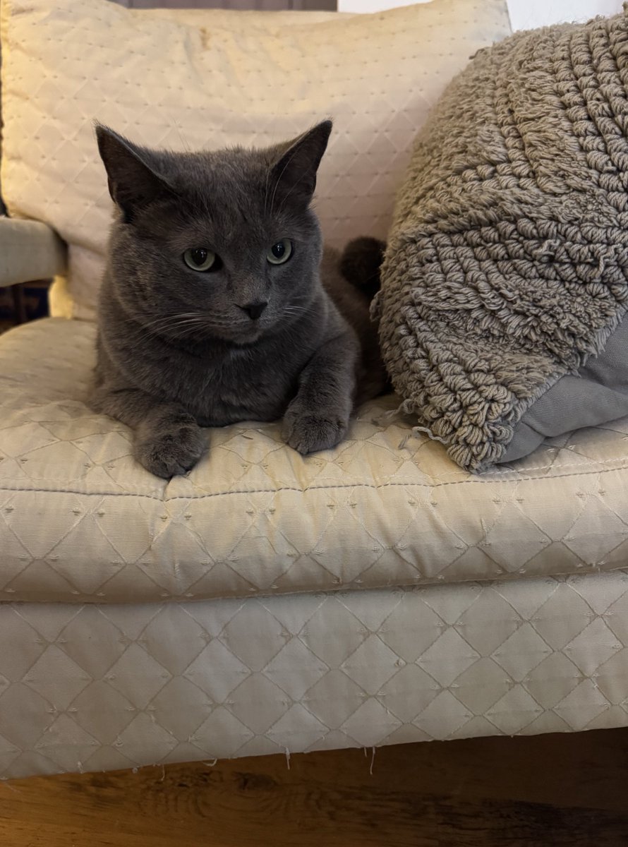 Riley: don’t let the fact that I allowed you to pet my stomach go to your head. 
#Cats #CatsOfTwitter #CatsOnTwitter #CatsOfX #CatsOnX #CatsOnInstagram #CatsOfInstagram