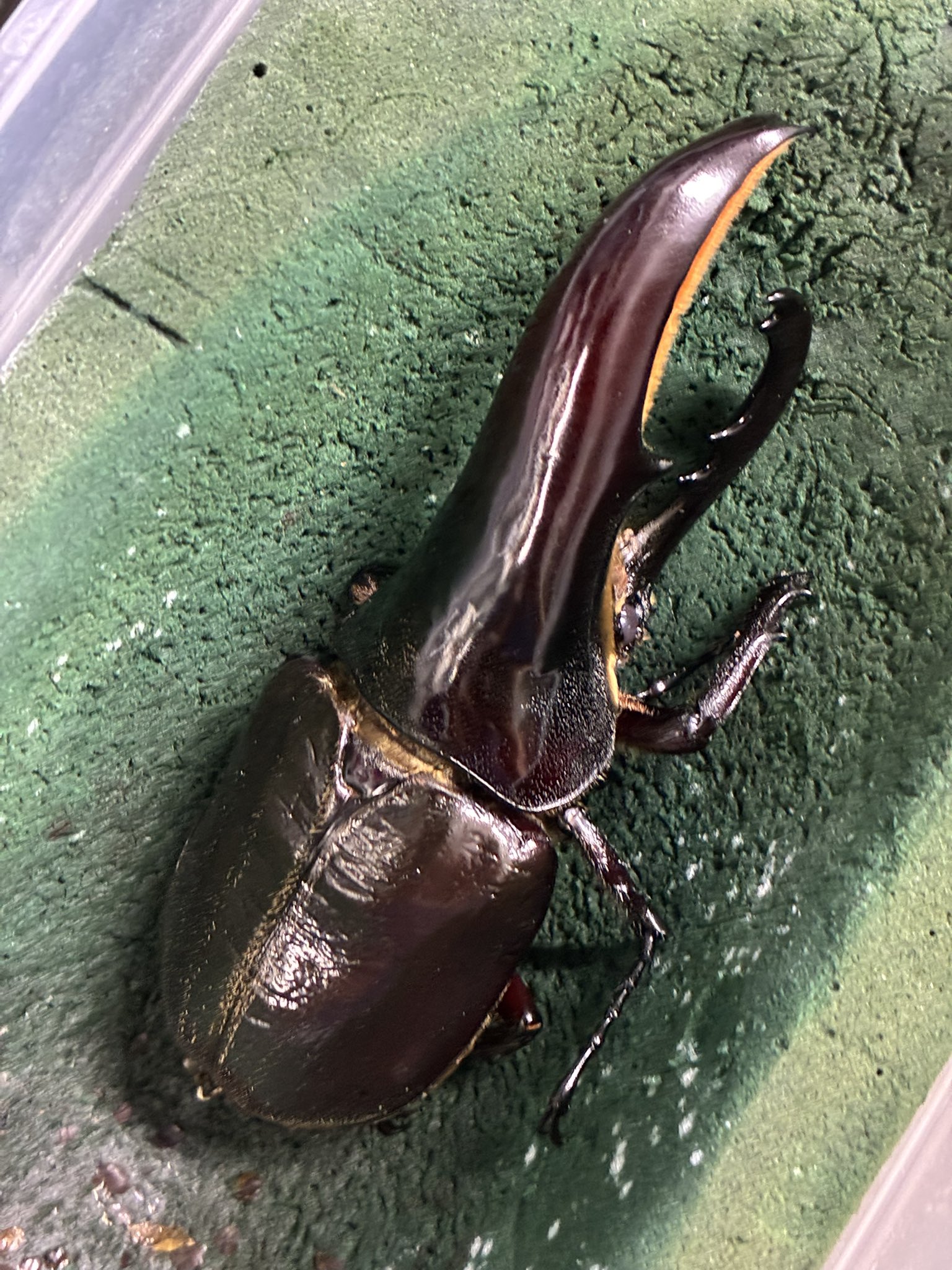 謎のオオカブト The destructive power of the Hercules beetle's horns is