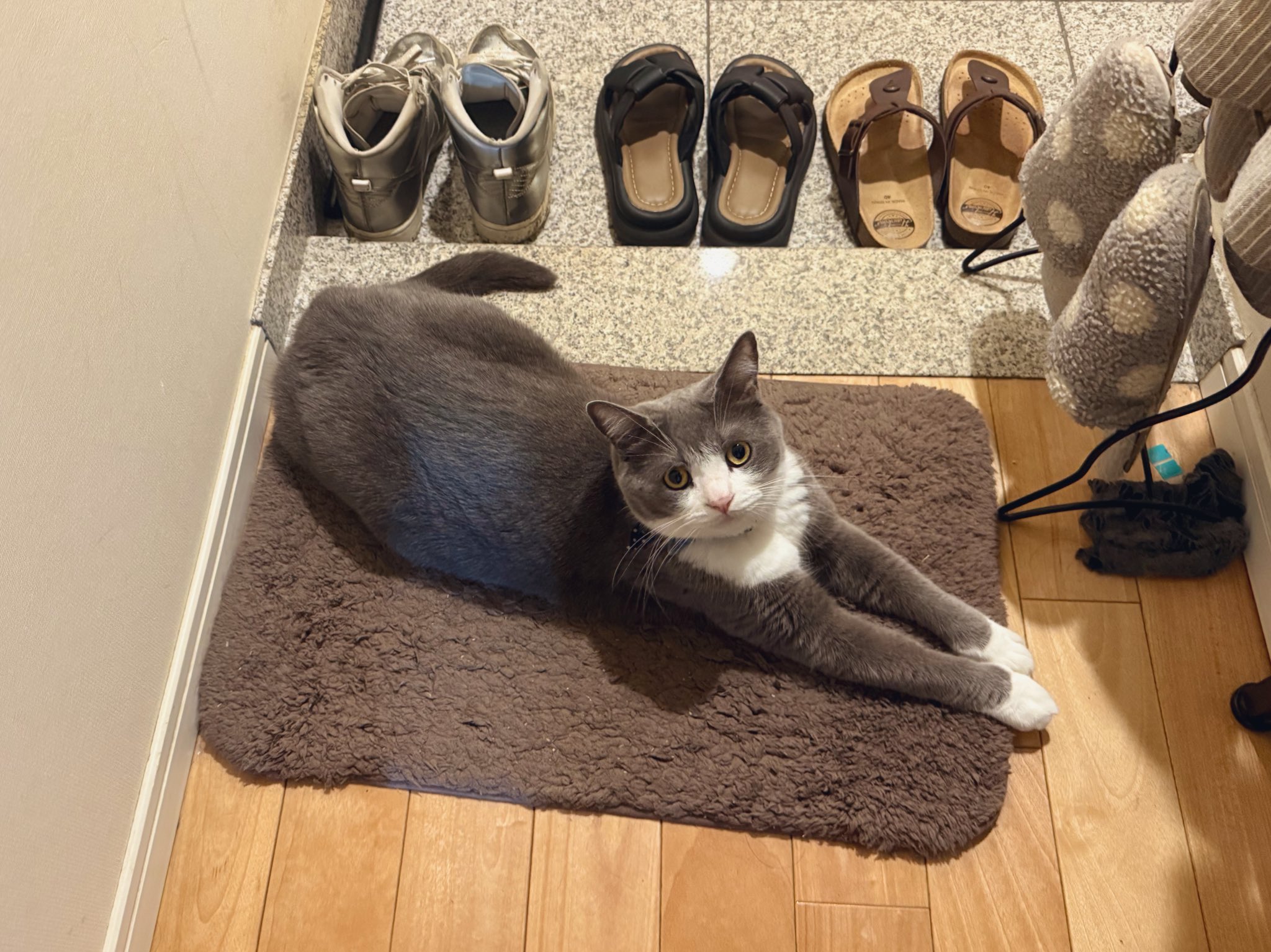 猫B 最終値下げしました！ わがやのねこ on X: 