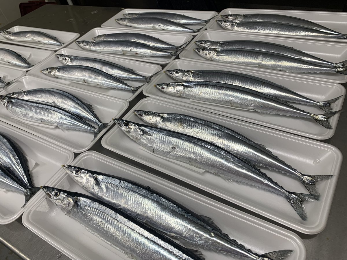 秋刀魚 初物！ #秋刀魚 が入荷しました！ 1つ200g超えの超巨大秋刀魚