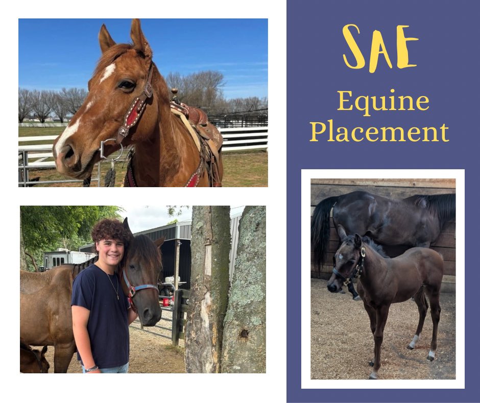 Page High FFA tweet media