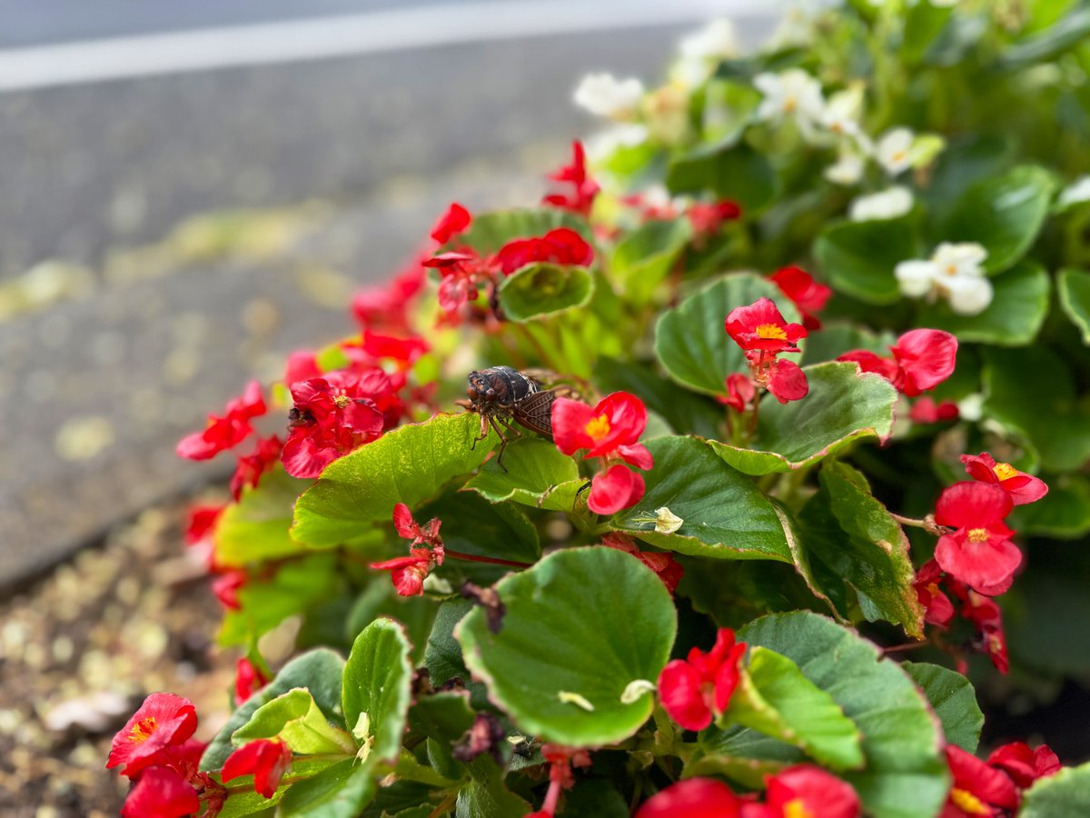 花の上で鳴いている蝉がいた。
残暑🐢