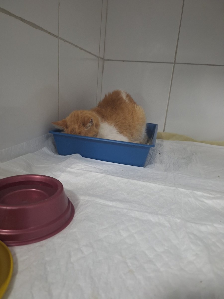 um pouco mais sobre Thomas 
Ele é idoso, tem 18 anos e eu cuido dele desde os meus 7 anos. 
ele contraiu uma doença chamada rinotraqueíte então ele precisa de internação.