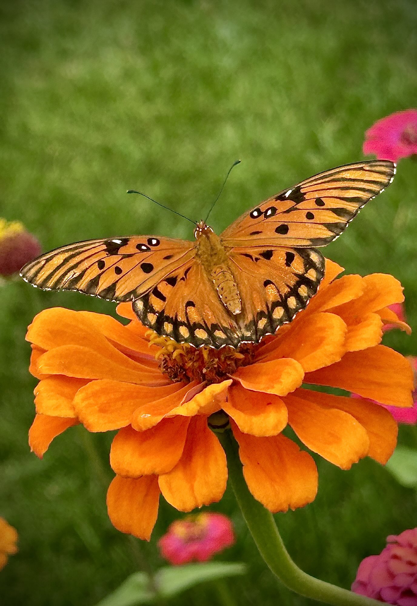 𝑁𝑎𝑛𝑎𝑚𝑖 (@free_me371) / X