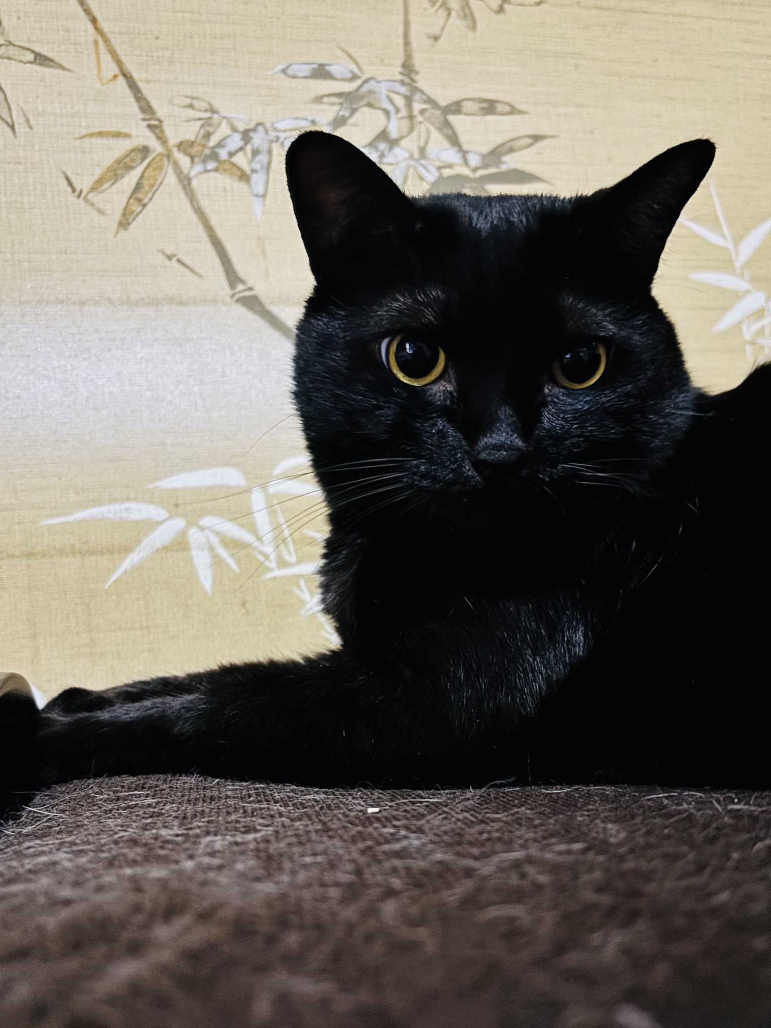 黒猫 majima on X: 