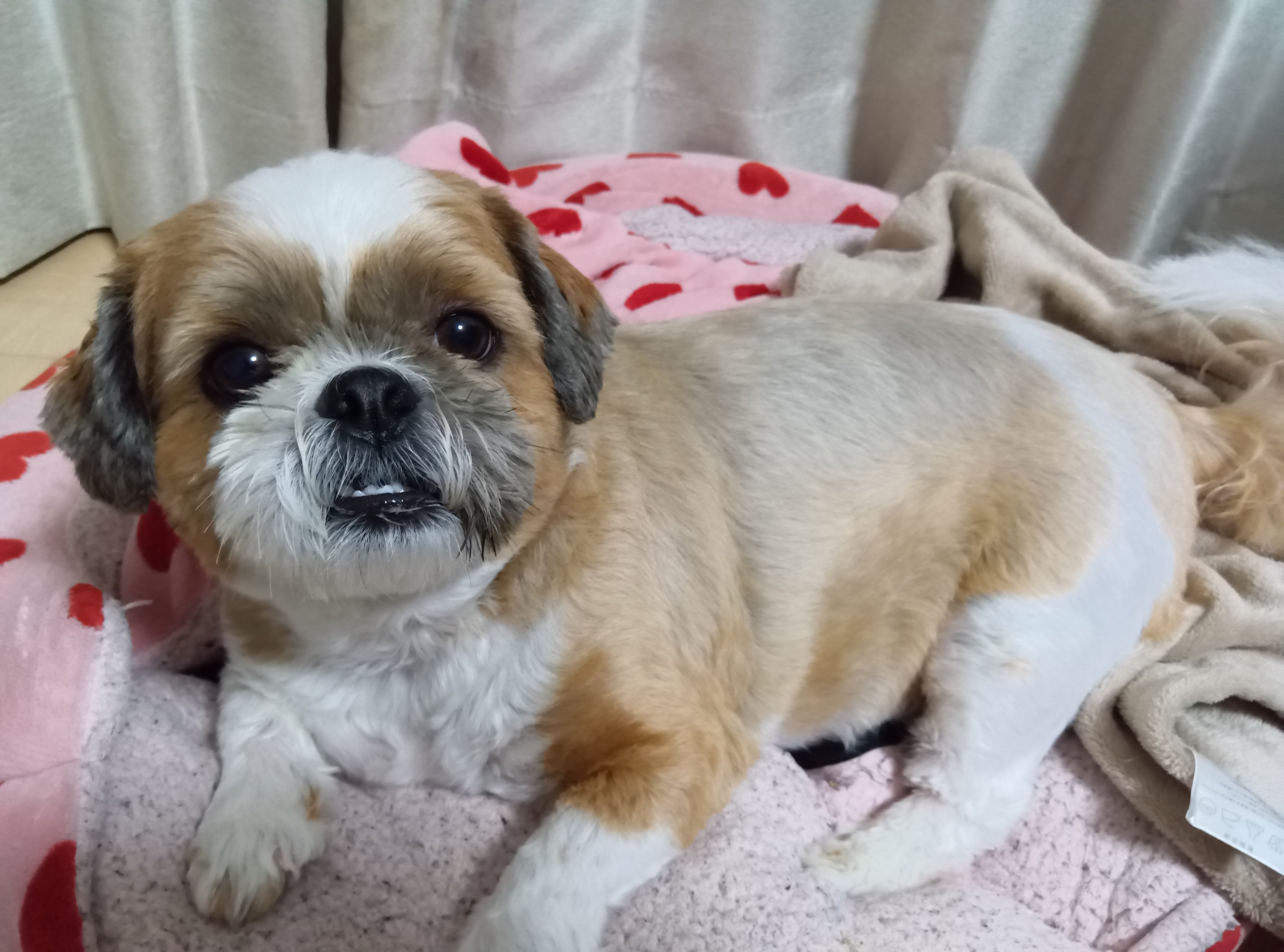 Youkoです。シーズーちゃん お散歩に“意外すぎるモノ”を持っていきたがるシーズーに4.5万