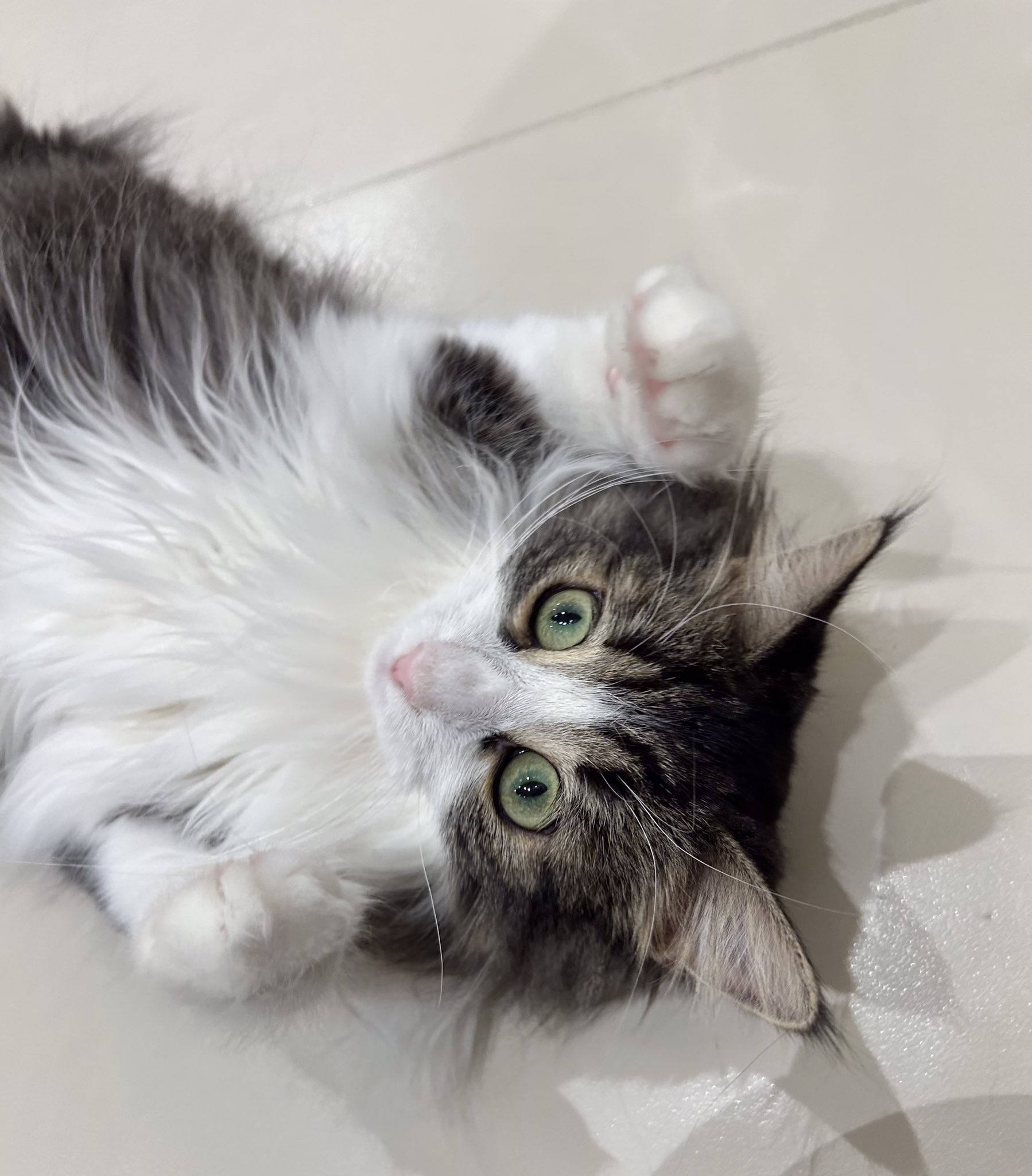 浜松注染♥猫♥矢羽根♥淡いくすみブルー♥浴衣♥早い者勝ち♥ネコねこ Cat Café MOFF イオンモール浜松志都呂店 on X: 