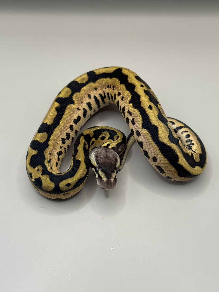 Python_regius44's tweet image. 初めてお脱ぎになりました。 #5