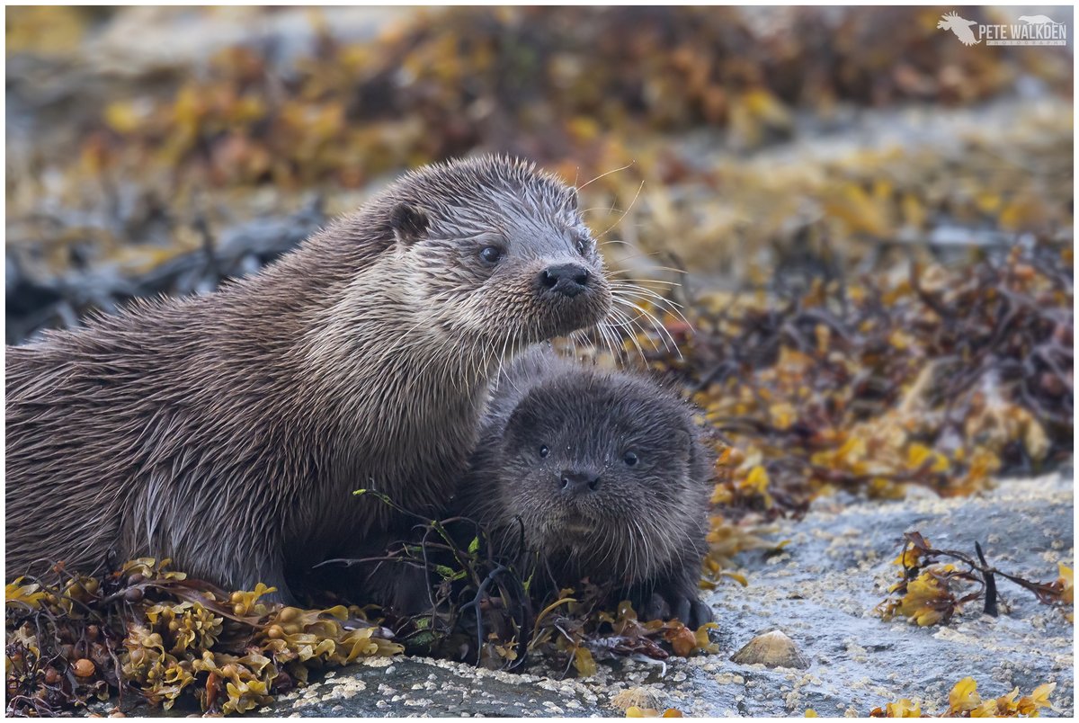 PeteWalkden1973's tweet image. Cuteness Alert
A mother with her very young cub climbing from a loch in Scotland. She spent ages grooming it, and allowing it to suckle, and snuggle her to keep warm.
#otter #naturephotography #workshop #cute #mull #scotland #wildlife