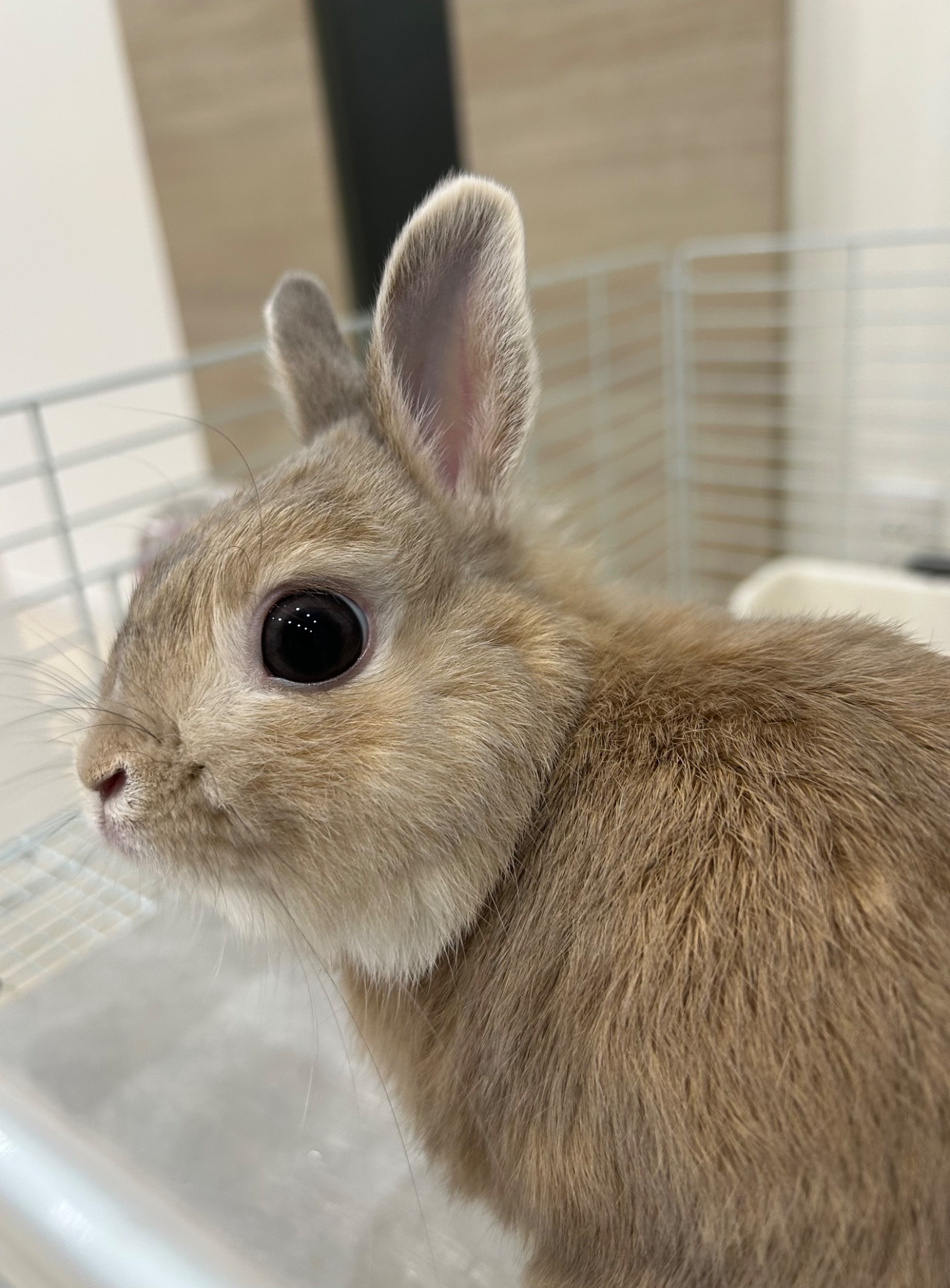 うさぎのもか on X: 