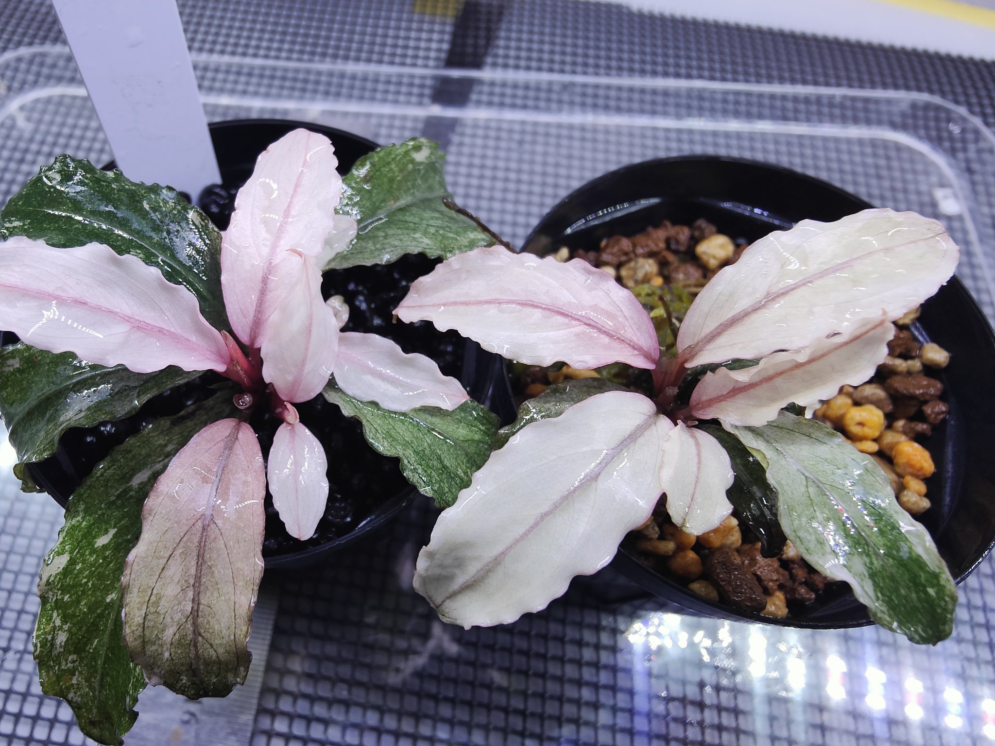 ブセファランドラsp.pink variegata（ピンクバリエガータ）水上株 ブセファランドラsp.pink variegata（ピンクバリエガータ）水上株