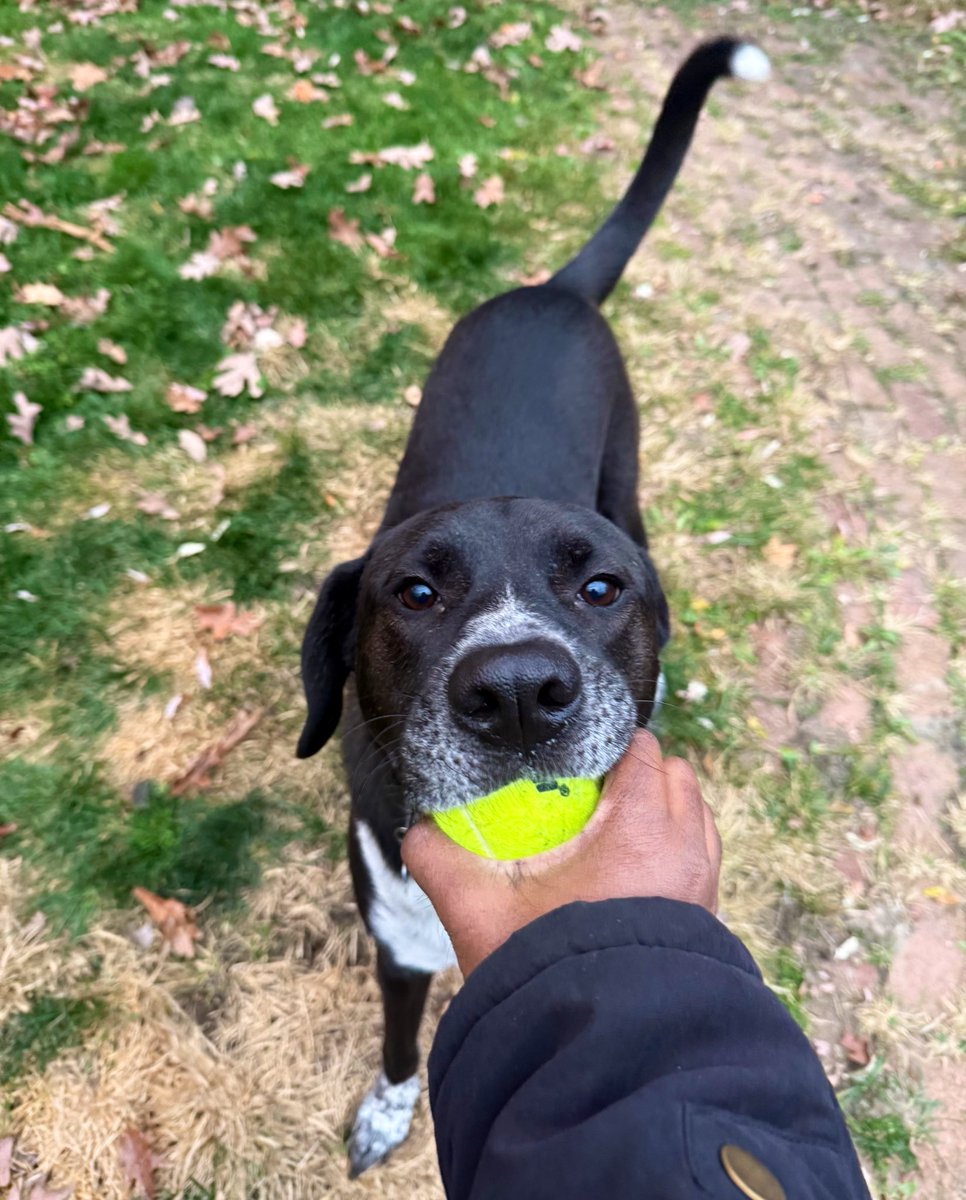 zedopup's tweet photo. Happy #ThrowbackThursday because who doesn’t like a good game of fetch……even though I don’t like to give the ball back haha 🎾 

#dogsoftwitter #dogsofX #TBT https://t.co/ibkSWWkxmG
