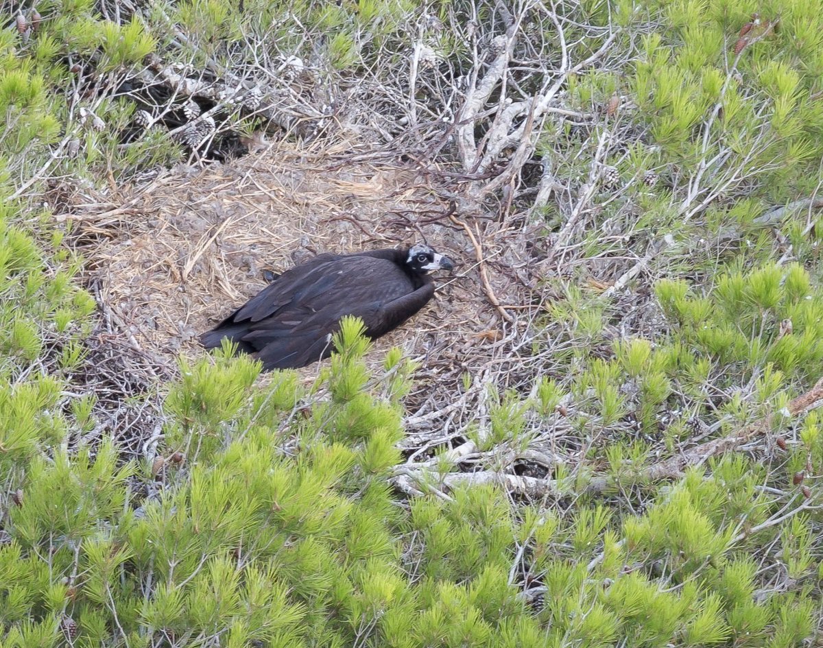 El <a href="/goib/">Govern de les Illes Balears</a> confirma el primer niu de voltor negre fora de l'àmbit de la serra de Tramuntana.

Es tracta d'una parella reproductora al Parc Natural de la Península de Llevant.

Simonet: «Aquest fet marca una fita històrica en la conservació de l'espècie».

🔗 tn.caib.es/voltornegre