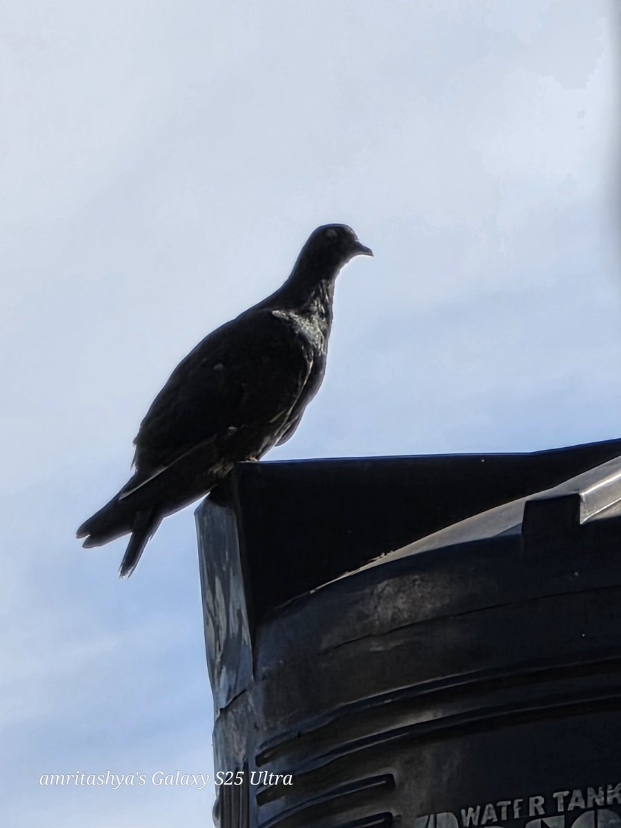 amritashya's tweet photo. A few 30x zoom pics. Hope you like these, friends! 📸🔭🤩 #Photography #Zoom #Pictures #oneui7 #NaturePhotography #oneUiUpdate https://t.co/mYaila7Twk