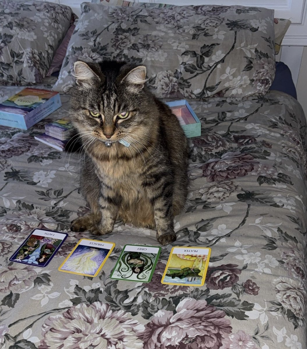 meryembbb's tweet photo. @bbnomula The cards say yes https://t.co/9Ot7eY8rWN