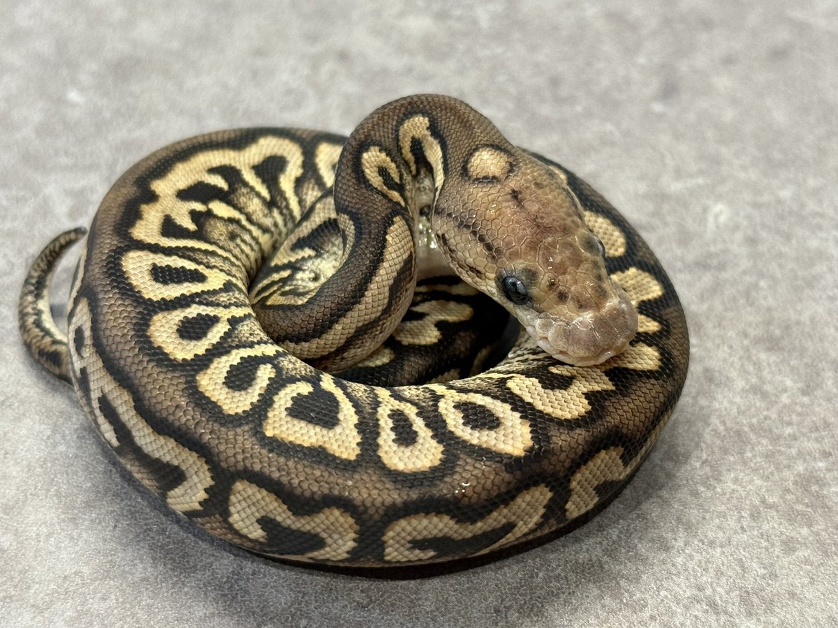 CMAIN-MORPHS tweet media