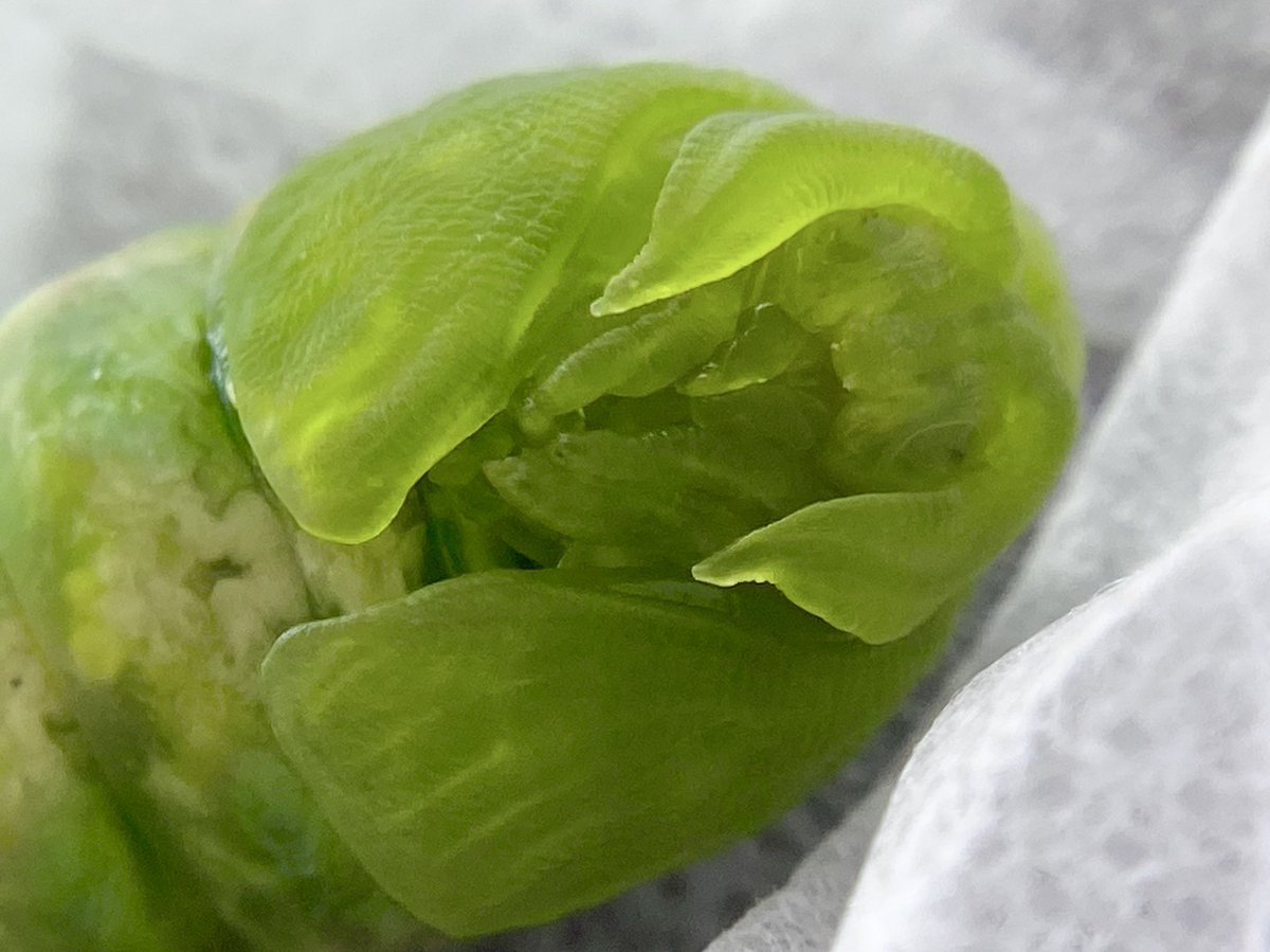 蛹になりたてのオオミズアオは宝石だから見てほしい