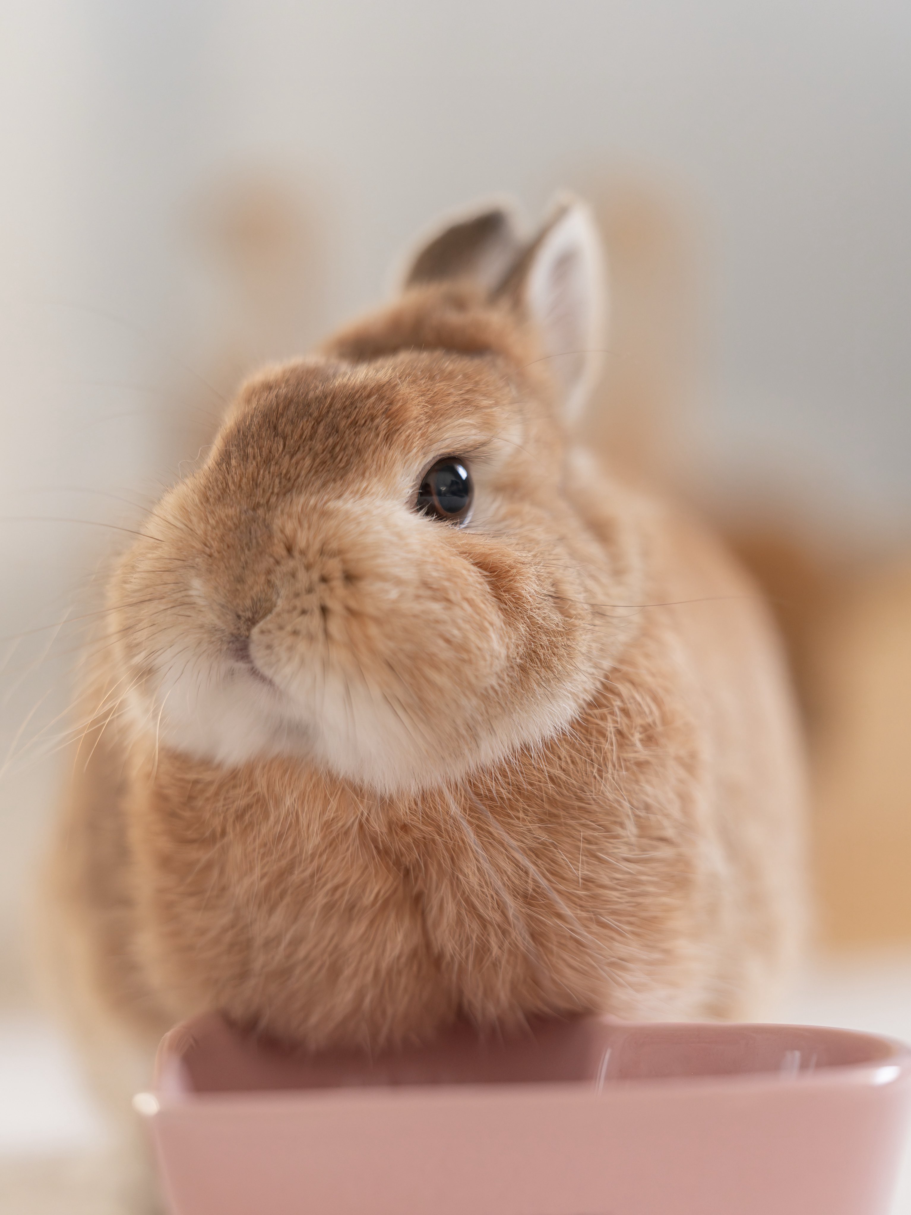 うさぎのうに🐰 on X: 