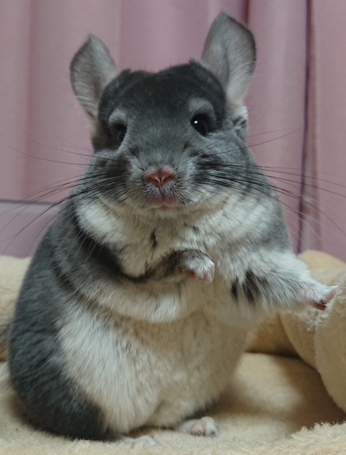 🐭プリンさん🐭 on X: 