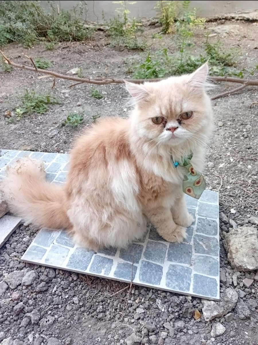 Sahibi sokağa atmış çok uysal sahiplenmek isteyen olursa  Fındıkzade..

İnstagram @elif_syk23 

#SokakHayvanlarıSahipsizDeğil