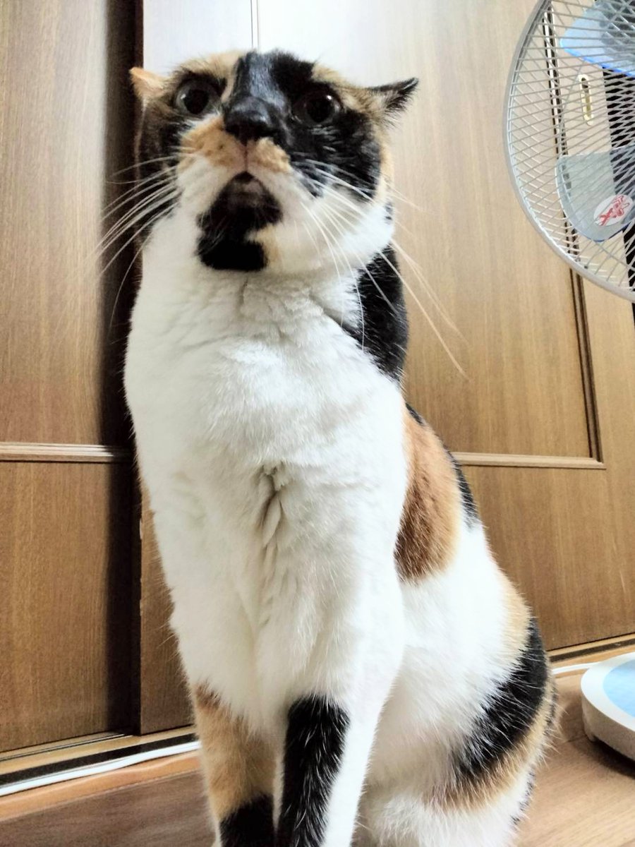 食べちゃう(三毛猫) 珍妙オス三毛猫ショートライブ - YouTube
