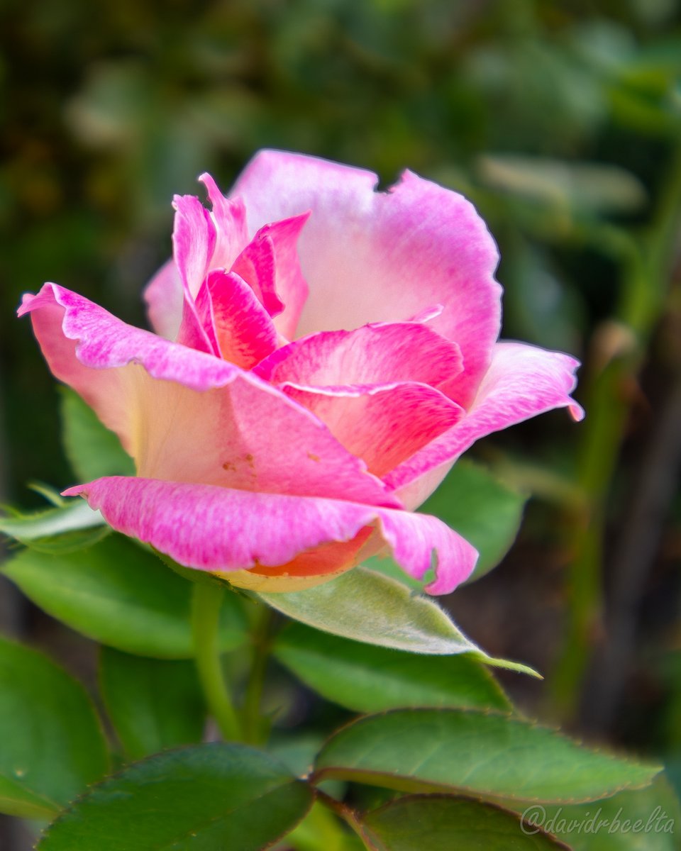 davidrbcelta's tweet image. Blooming pink rose 🌹
#davidrbcelta #FlowersOnX
