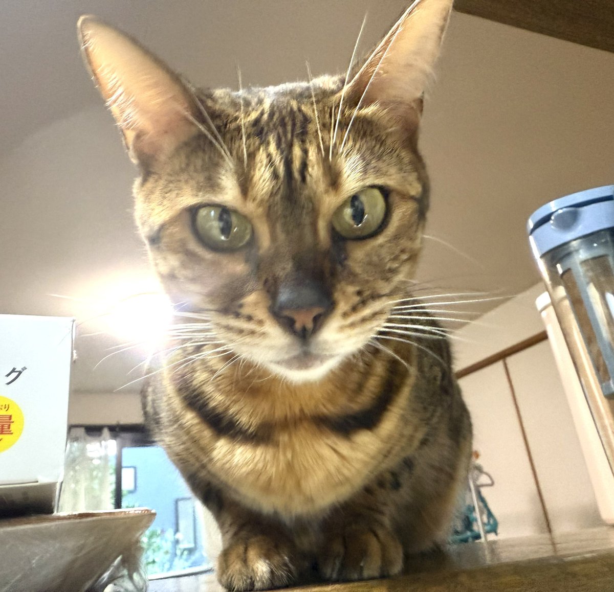 ビール猫🍺 on X: 